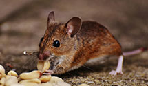 24 Hour & Emergency Exterminators in West Hartford, CT